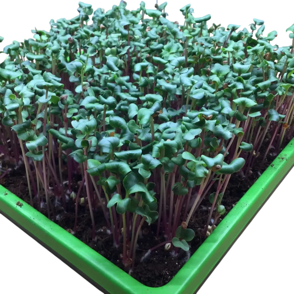 Microgreens Chemnitz und Leipzig – frische Radieschen-Microgreens vom Geflügelhof Arnsdorf