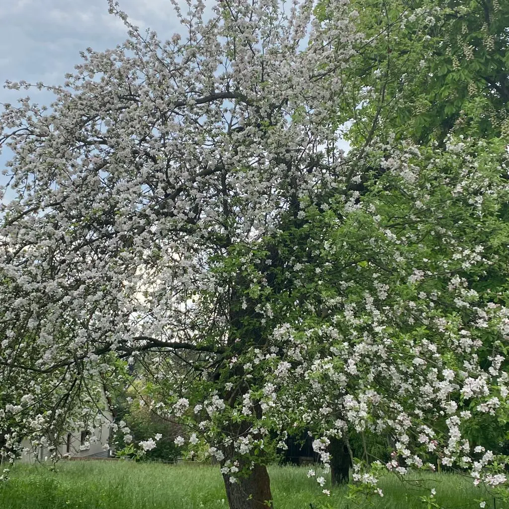 Streuobstwiese Arnsdorf mit blühenden Apfelbäumen beim Geflügelhof