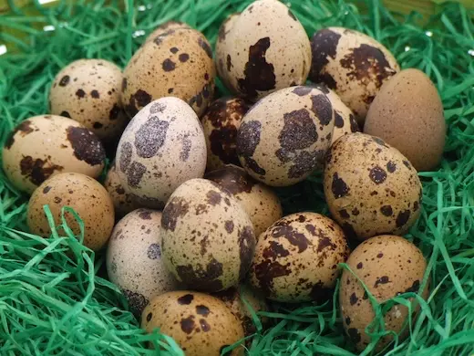 Fein gesprenkelte Wachteleier als natürliche Osterdekoration in grünem Ostergras gebettet.