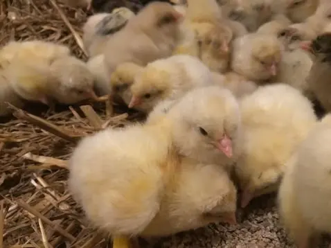Zahlreiche frisch geschlüpfte, flauschige gelbe Zweinutzungshühner - Küken drängen sich auf warmem Stroh im Stall des Geflügelhof Arnsdorf.