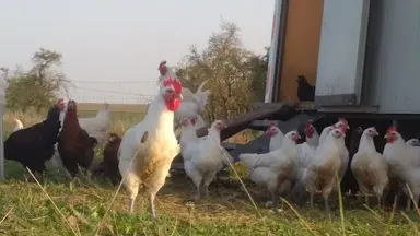 Zweinutzungshühner Sachsen – eine Gruppe von jungen Hühnern steht vor einem geöffneten Hühnermobil auf einer grünen Wiese am Geflügelhof Arnsdorf.