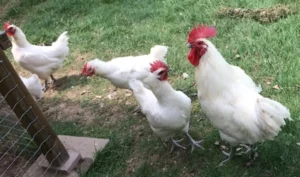 Elterntiere unserer Zweinutzungshühner mit auffallend roten Kämmen pickt auf einer saftigen grünen Wiese am Geflügelhof Arnsdorf.