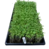 Brokkoli-Microgreens Anzuchtschale – Geflügelhof Arnsdorf Dicht gewachsene Brokkoli-Microgreens in einer schwarzen Anzuchtschale mit Beschriftungsschild vom Geflügelhof Arnsdorf.