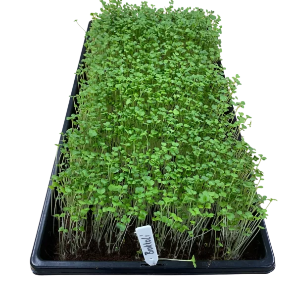 Brokkoli-Microgreens Anzuchtschale – Geflügelhof Arnsdorf Dicht gewachsene Brokkoli-Microgreens in einer schwarzen Anzuchtschale mit Beschriftungsschild vom Geflügelhof Arnsdorf.