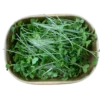 Brokkoli-Microgreens in Pappschale – Geflügelhof Arnsdorf Verzehrfertig geerntete Brokkoli-Microgreens mit zarten grünen Blättchen in einer umweltfreundlichen Pappschale vom Geflügelhof Arnsdorf.