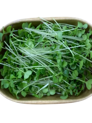 Brokkoli-Microgreens in Pappschale – Geflügelhof Arnsdorf Verzehrfertig geerntete Brokkoli-Microgreens mit zarten grünen Blättchen in einer umweltfreundlichen Pappschale vom Geflügelhof Arnsdorf.