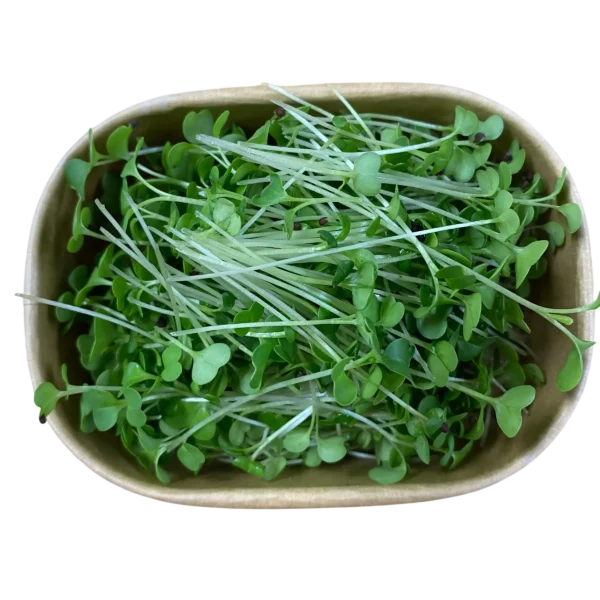 Brokkoli-Microgreens in Pappschale – Geflügelhof Arnsdorf Verzehrfertig geerntete Brokkoli-Microgreens mit zarten grünen Blättchen in einer umweltfreundlichen Pappschale vom Geflügelhof Arnsdorf.