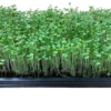 Brokkoli-Microgreens Nahaufnahme – Geflügelhof Arnsdorf Nahaufnahme von zarten, dicht nach oben wachsenden grünen Brokkoli-Microgreens im Anzuchtbeet vom Geflügelhof Arnsdorf.
