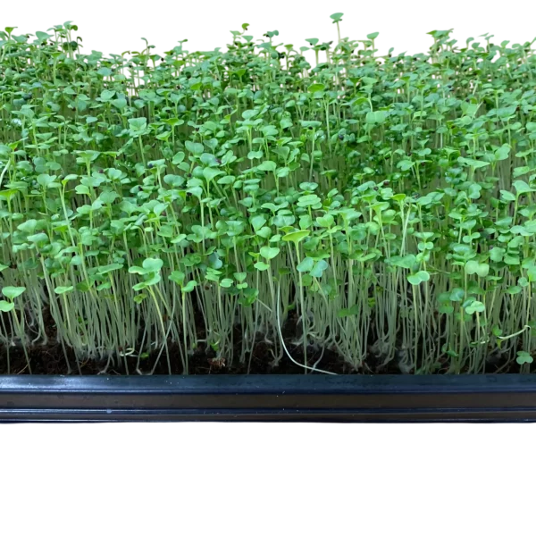 Brokkoli-Microgreens Nahaufnahme – Geflügelhof Arnsdorf Nahaufnahme von zarten, dicht nach oben wachsenden grünen Brokkoli-Microgreens im Anzuchtbeet vom Geflügelhof Arnsdorf.