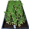 Erbsen-Microgreens Anzuchtschale – Geflügelhof Arnsdorf Schwarze Anzuchtschale voller sprießender Erbsen-Microgreens mit Pflanzschild Erbsen vom Geflügelhof Arnsdorf.