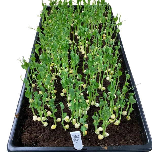 Erbsen-Microgreens Anzuchtschale – Geflügelhof Arnsdorf Schwarze Anzuchtschale voller sprießender Erbsen-Microgreens mit Pflanzschild Erbsen vom Geflügelhof Arnsdorf.