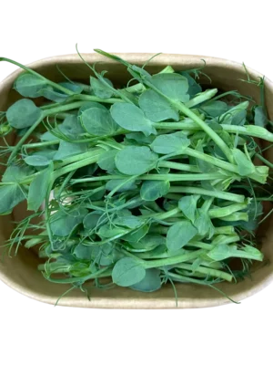Erbsen-Microgreens in Pappschale – Geflügelhof Arnsdorf Verzehrfertig geerntete Erbsen-Microgreens mit zarten Stängeln und Blättern in einer umweltfreundlichen Pappschale vom Geflügelhof Arnsdorf.