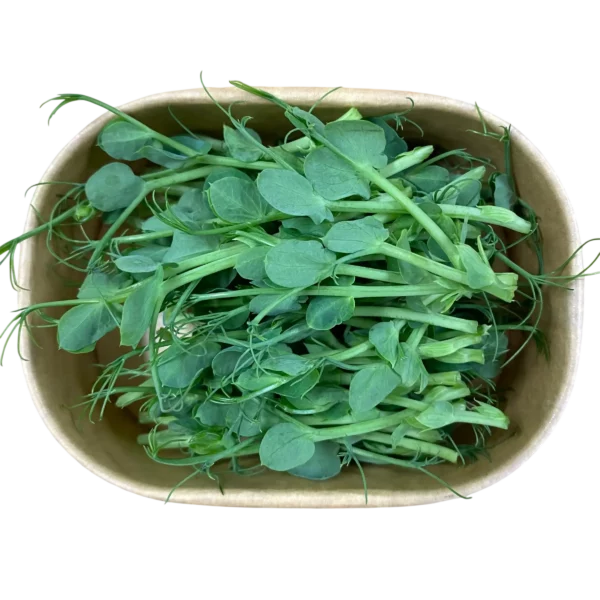 Erbsen-Microgreens in Pappschale – Geflügelhof Arnsdorf Verzehrfertig geerntete Erbsen-Microgreens mit zarten Stängeln und Blättern in einer umweltfreundlichen Pappschale vom Geflügelhof Arnsdorf.
