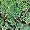 Erbsen-Microgreens Nahaufnahme – Geflügelhof Arnsdorf Nahaufnahme von frischen, knackig-grünen Erbsen-Microgreens mit zarten Ranken und Keimlingen vom Geflügelhof Arnsdorf.