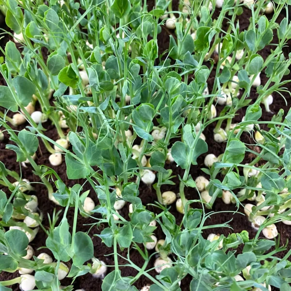 Erbsen-Microgreens Nahaufnahme – Geflügelhof Arnsdorf Nahaufnahme von frischen, knackig-grünen Erbsen-Microgreens mit zarten Ranken und Keimlingen vom Geflügelhof Arnsdorf.