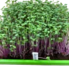 Dicht gewachsene Radieschen-Microgreens mit leuchtend violetten Stängeln in einer Anzuchtschale mit Beschriftungsschild vom Geflügelhof Arnsdorf.