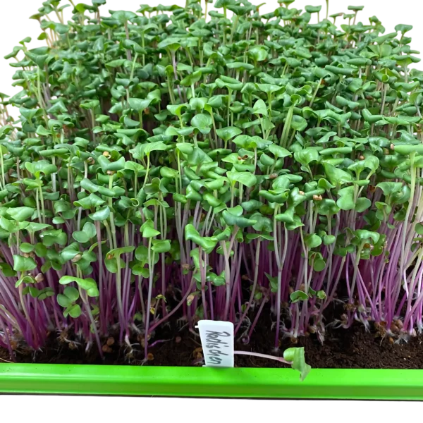 Dicht gewachsene Radieschen-Microgreens mit leuchtend violetten Stängeln in einer Anzuchtschale mit Beschriftungsschild vom Geflügelhof Arnsdorf.
