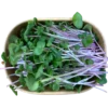 Verzehrfertig geerntete Radieschen-Microgreens mit rosa-violetten Stängeln und grünen Blättchen in einer nachhaltigen Pappschale vom Geflügelhof Arnsdorf.