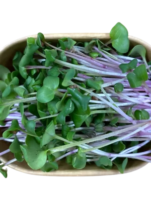 Radieschen-Microgreens in Pappschale – Geflügelhof Arnsdorf Verzehrfertig geerntete Radieschen-Microgreens mit rosa-violetten Stängeln und grünen Blättchen in einer nachhaltigen Pappschale vom Geflügelhof Arnsdorf.