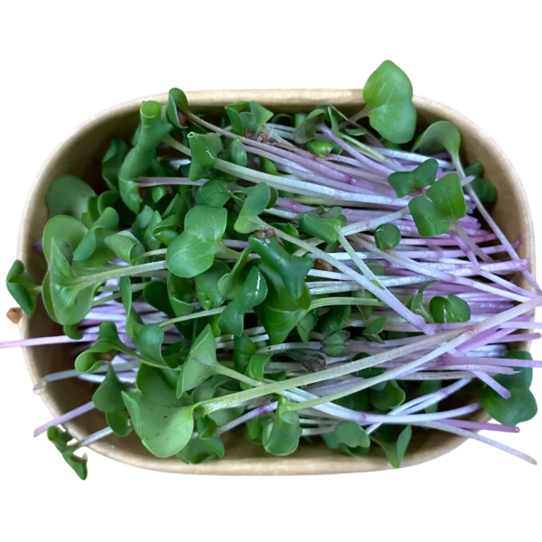 Verzehrfertig geerntete Radieschen-Microgreens mit rosa-violetten Stängeln und grünen Blättchen in einer nachhaltigen Pappschale vom Geflügelhof Arnsdorf.