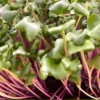 Nahaufnahme von saftigen Radieschen-Microgreens mit rosa-violetten Stängeln und grünen Blättchen vom Geflügelhof Arnsdorf.