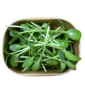 Verzehrfertige geerntete Sonnenblumen-Microgreens verpackt in einer nachhaltigen Pappschale vom Gefl&uuml;gelhof Arnsdorf.