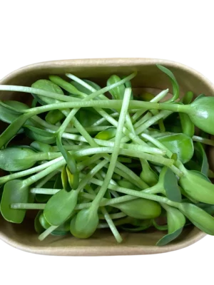 Verzehrfertige geerntete Sonnenblumen-Microgreens verpackt in einer nachhaltigen Pappschale vom Geflügelhof Arnsdorf. Verzehrfertige geerntete Sonnenblumen-Microgreens verpackt in einer nachhaltigen Pappschale vom Geflügelhof Arnsdorf.