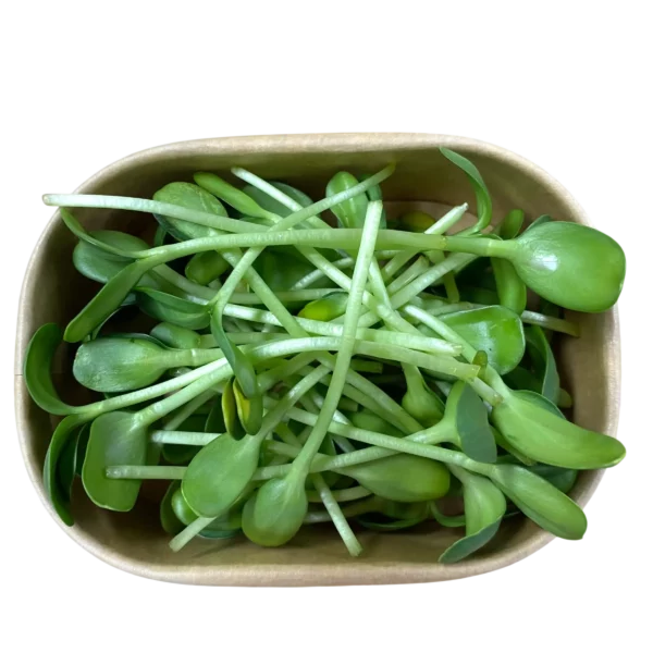 Verzehrfertige geerntete Sonnenblumen-Microgreens verpackt in einer nachhaltigen Pappschale vom Geflügelhof Arnsdorf. Verzehrfertige geerntete Sonnenblumen-Microgreens verpackt in einer nachhaltigen Pappschale vom Geflügelhof Arnsdorf.
