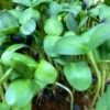 Sonnenblumen-Microgreens Nahaufnahme – Geflügelhof Arnsdorf Nahaufnahme von frischen, saftig grünen Sonnenblumen-Microgreens mit dunklen Samenhüllen vom Geflügelhof Arnsdorf.