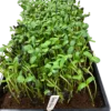 microgreens-sonnenblumen-anzuchtschale-gefluegelhof-arnsdorf-penig Dicht gewachsene Sonnenblumen-Microgreens in einer schwarzen Anzuchtschale mit Namensschild vom Geflügelhof Arnsdorf.