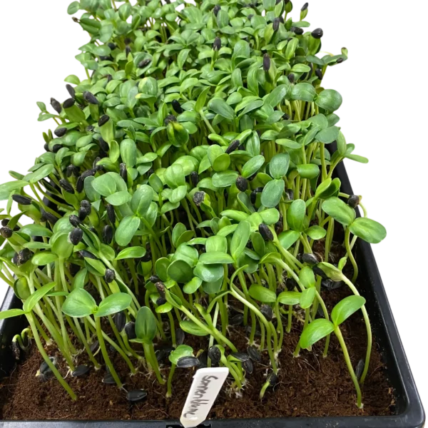 microgreens-sonnenblumen-anzuchtschale-gefluegelhof-arnsdorf-penig Dicht gewachsene Sonnenblumen-Microgreens in einer schwarzen Anzuchtschale mit Namensschild vom Geflügelhof Arnsdorf.
